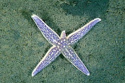 ��������� ��� ��������� ����