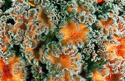 ��������� ��� ��������� ����