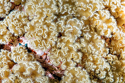 ��������� ��� ��������� ����