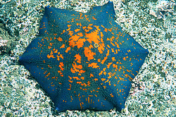 ������� ������ ������� ����������� (patiria pectinifera) � ������������ �������� - ����� ����� ������ ����