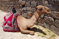 �����, �����