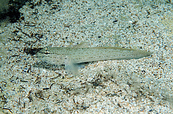 ����� ���� (Gobius bucchichi)