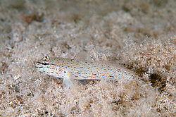 ����� ���� (Gobius bucchichi)