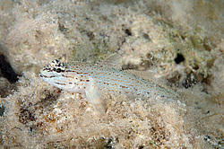 ����� ���� (Gobius bucchichi)