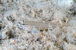 ����� ���� (Gobius bucchichi)