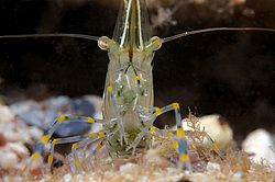 �������� ��������  (Palaemon elegans)