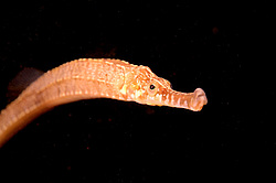 ����-���� �����������, ��� ��������� (Syngnathus typhle)