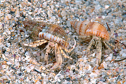 ��� ��������� ������ (Diogenes pugilator)