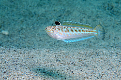 ������� ���������, ������� ������� ������, ��� ������� ������� ��������, ��� ������ (Trachinus draco)