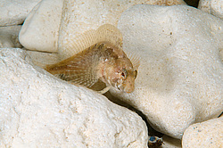 ���������������� ������� �������, ������� ������� ������ (Blennius tentacularis, Parablennius tentacularis)  