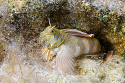 ������� ������� ������ (Aidablennius sphynx)