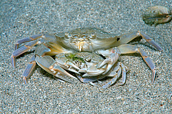 ���� ��������, ��� ��������� ���� (Macropipus holsatus) ����������