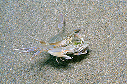 ���� ��������, ��� ��������� ���� (Macropipus holsatus) ����������