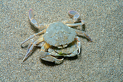 ���� ��������, ��� ��������� ���� (Macropipus holsatus) ����������