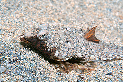 ������� ������� ����, ����� �������� (Callionymus pusillus) �����