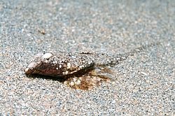 ������� ������� ����, ����� �������� (Callionymus pusillus) �����