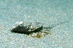 ������� ������� ����, ����� �������� (Callionymus pusillus) �����