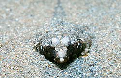 ������� ������� ����, ����� �������� (Callionymus pusillus) �����