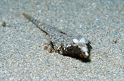 ������� ������� ����, ����� �������� (Callionymus pusillus) �����