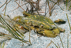 ��������, ��� ������ ���� (Carcinus mediterraneus)  