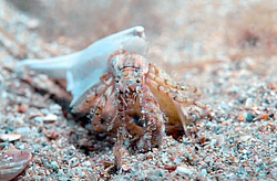 ��� ��������� ������ (Diogenes pugilator) ��������� � ������ �����