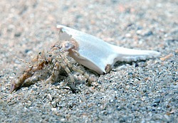 ��� ��������� ������ (Diogenes pugilator) ��������� � ������ �����