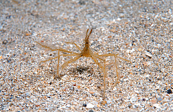 ���� ������� (Macropodia rostrata)