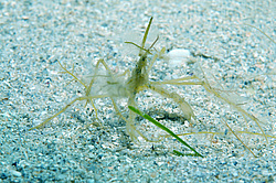 ���� ������� (Macropodia rostrata)