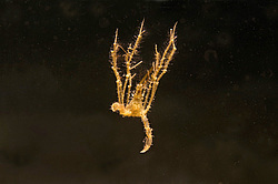 ���� ������� (Macropodia rostrata)