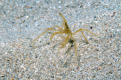���� ������� (Macropodia rostrata)