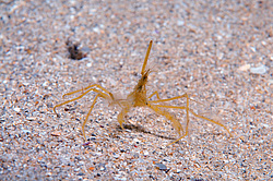 ���� ������� (Macropodia rostrata)
