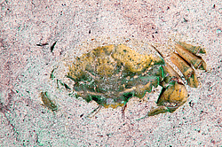 ��������, ��� ������ ���� (Carcinus mediterraneus)  