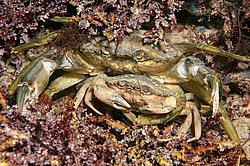 ��������, ��� ������ ���� (Carcinus mediterraneus) ����������