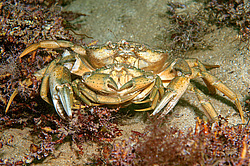 ��������, ��� ������ ���� (Carcinus mediterraneus) ����������