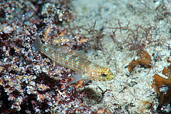 �������������, ��� ����������� ����� (Valenciennea strigata)