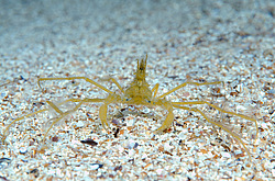 ���� ������� (Macropodia rostrata)