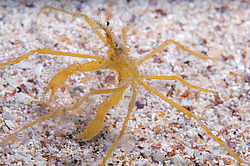 ���� ������� (Macropodia rostrata)