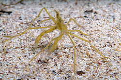 ���� ������� (Macropodia rostrata)