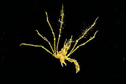 ���� ������� (Macropodia rostrata)