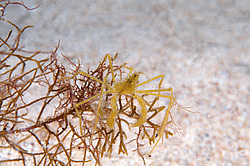 ���� ������� (Macropodia rostrata)