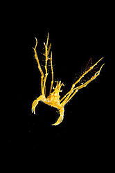 ���� ������� (Macropodia rostrata)