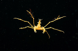 ���� ������� (Macropodia rostrata)