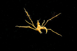 ���� ������� (Macropodia rostrata)