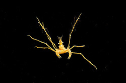 ���� ������� (Macropodia rostrata)