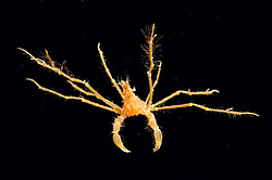 ���� ������� (Macropodia rostrata)