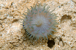 ������� ������� (Actinia equina)