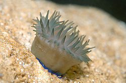 ������� ������� (Actinia equina)