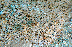 ������ ������, ��� �������� ������, ��� �������� ����  (cophthalmus maeoticus)