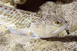 ������� ���������, ������� ������� ������, ��� ������� ������� ��������, ��� ������ (Trachinus draco)