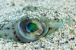 ������� ���������, ������� ������� ������, ��� ������� ������� ��������, ��� ������ (Trachinus draco)